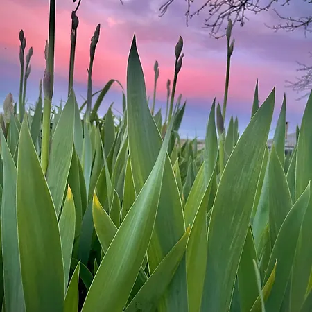 Maison « charlotte Aux Herbes »